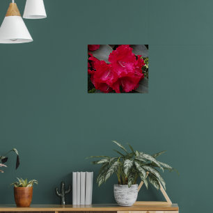 Deep Pink Rhododendron Bloom Floral Fotografie Poster