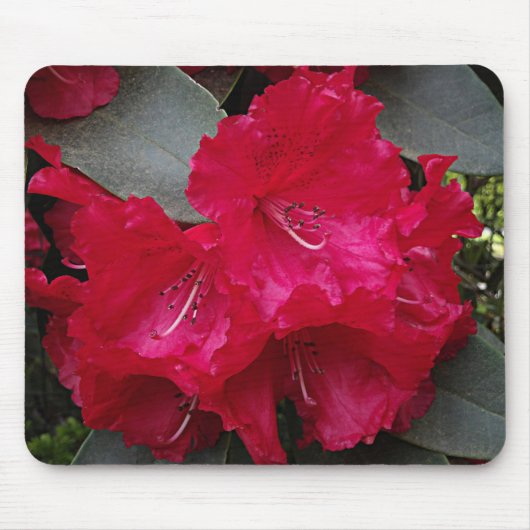 Deep Pink Rhododendron Bloom Floral Mousepad (Vorne)