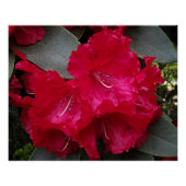 Deep Pink Rhododendron Blooms Bloral Poster (Vorderseite)