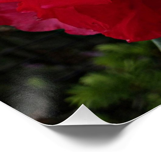 Deep Pink Rhododendron Blooms Bloral Poster (Ecke)