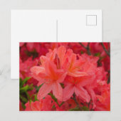 Deep Pink Rhododendron Blume Postkarte (Vorne/Hinten)