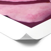 Deep Pink Roses Poster (Ecke)