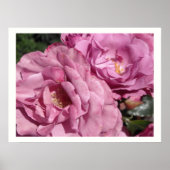 Deep Pink Roses Poster (Vorne)