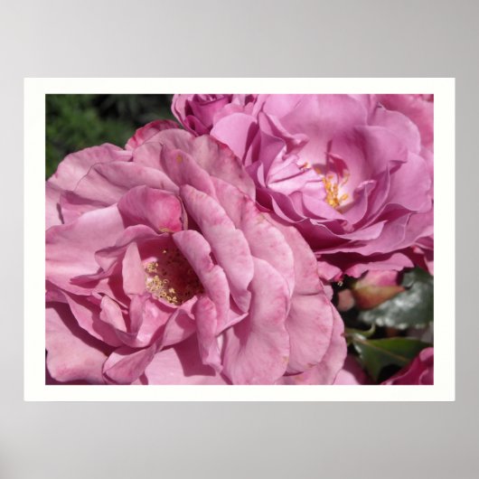 Deep Pink Roses Poster (Vorne)