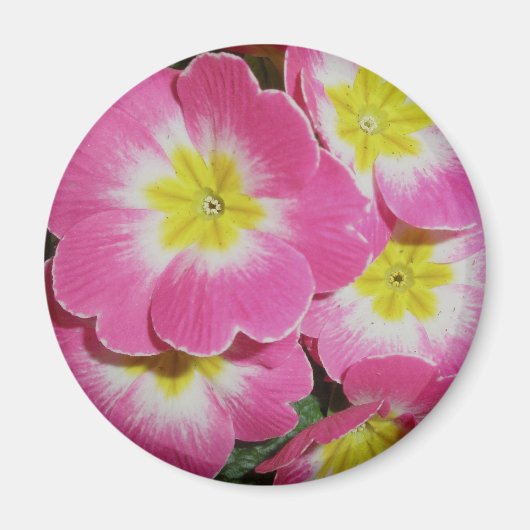Deep Pink Yellow Primrose Magnet (Vorne)