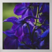 Deep Purple Delphinium Poster (Vorne)