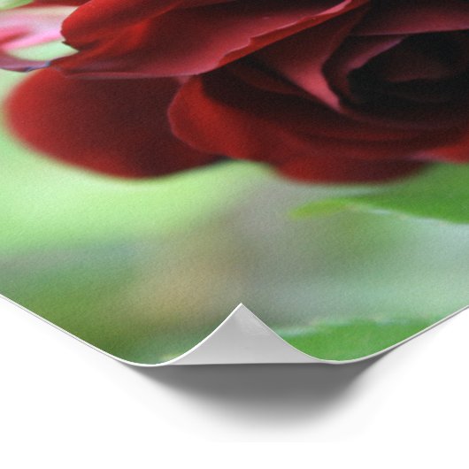 Deep Red Delicate Rose Poster (Ecke)