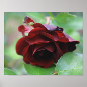 Deep Red Delicate Rose Poster