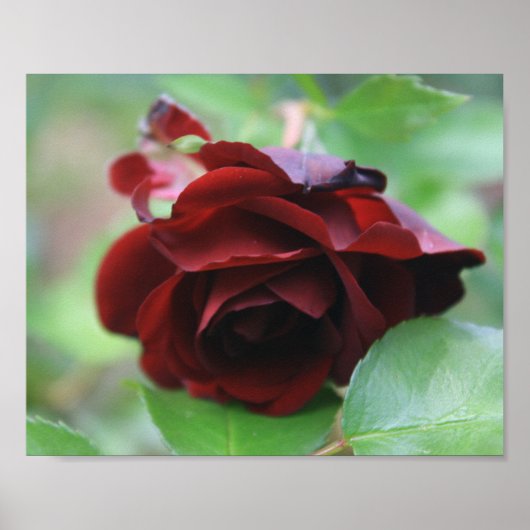 Deep Red Delicate Rose Poster (Vorne)