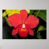 Deep Red Orchid Poster (Vorne)