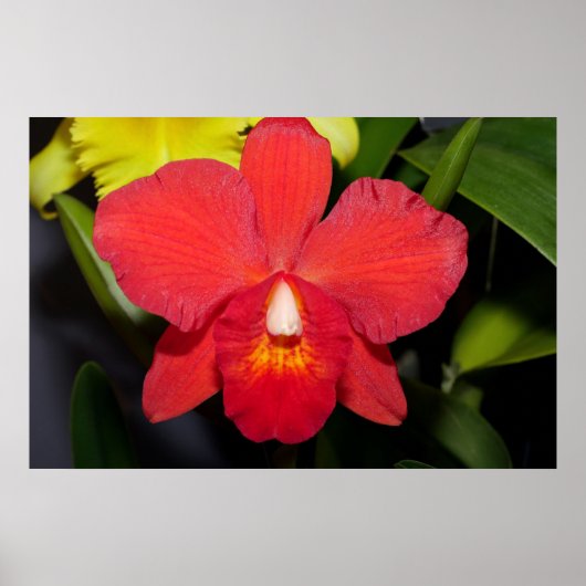 Deep Red Orchid Poster (Vorne)