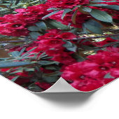 Deep Red Rhododendrons Floral Fotografy Poster (Ecke)