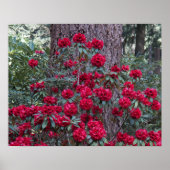 Deep Red Rhododendrons Floral Fotografy Poster (Vorne)
