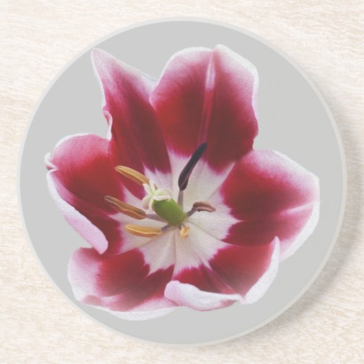 Deep Red Tullip Getränkeuntersetzer (Vorne)