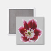 Deep Red Tullip Magnet (Vorderseite/Rückseite)