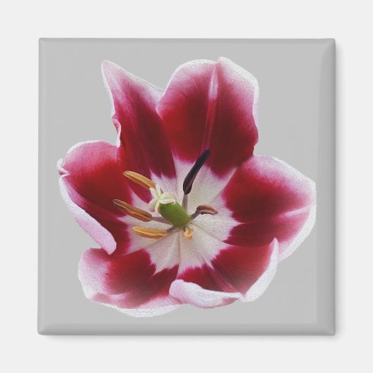 Deep Red Tullip Magnet (Vorne)