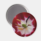 Deep Red Tullip Magnet (Vorderseite/Rückseite)