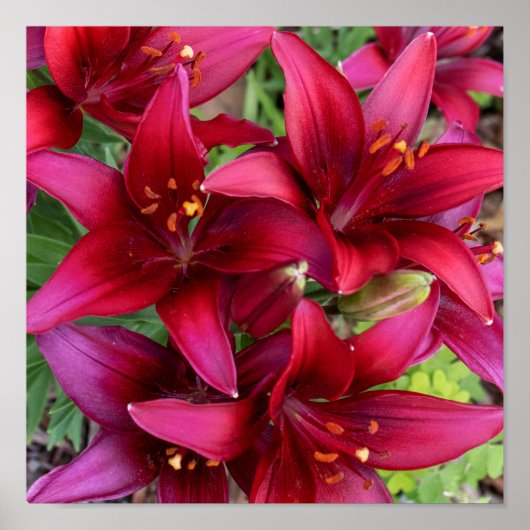 Deep Reds Poster (Vorne)