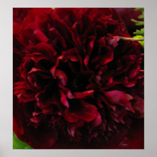 Deep Rich Red Peony Print Poster