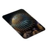 Deep Sea Urchin Magnet (Rechte Seite)