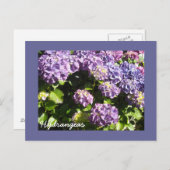 Deep Violet Hydrangeas Postkarte (Vorne/Hinten)