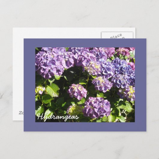Deep Violet Hydrangeas Postkarte (Vorne/Hinten)