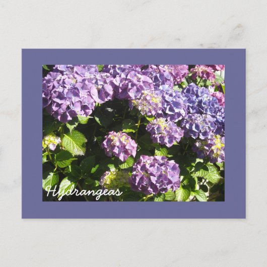 Deep Violet Hydrangeas Postkarte (Vorderseite)