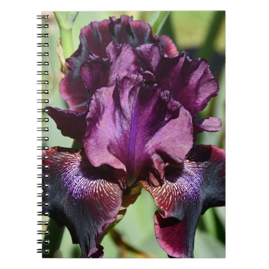 Deep Violet Iris Bloom Floral Notizblock (Vorderseite)