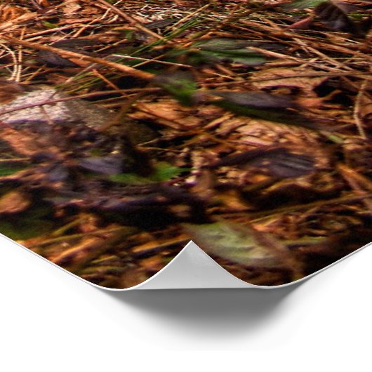 Deep Woods Pitstop Poster (Ecke)