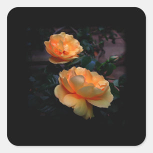 Deep Yellow - Orange Rose, auf Schwarz.Gestaltet Quadratischer Aufkleber