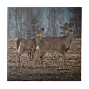 Deer_0337v Fliese