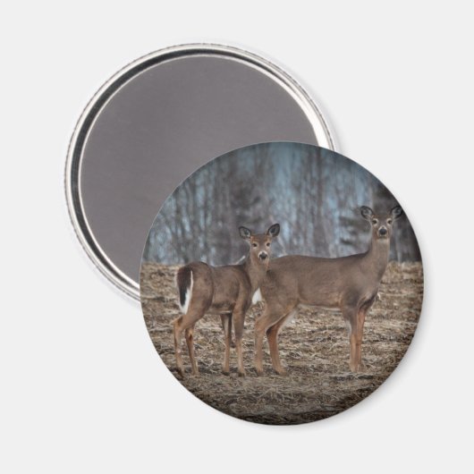 Deer_0337v Magnet (Vorderseite/Rückseite)