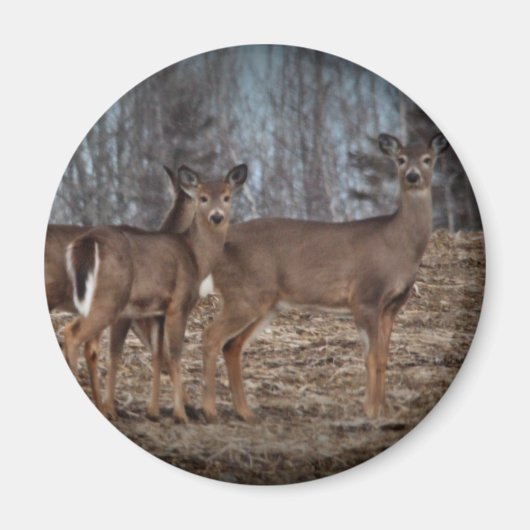 Deer_0338v Magnet (Vorne)