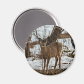 Deer_0373 Magnet (Vorderseite/Rückseite)