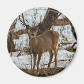 Deer_0373 Magnet (Vorne)