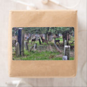 Deer at Zentralfriedhof (Insitu)