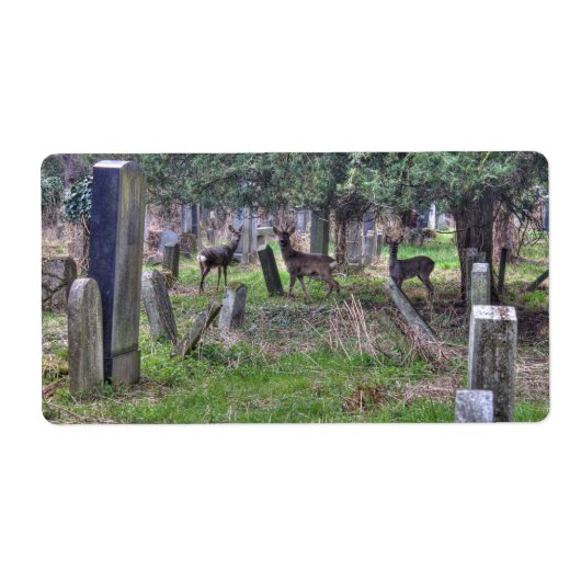 Deer at Zentralfriedhof (Vorne)