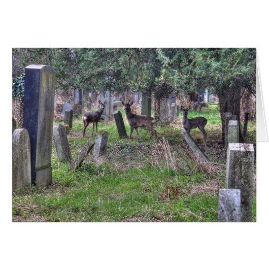 Deer at Zentralfriedhof (Vorderseite (Horizontal))