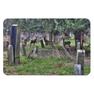 Deer at Zentralfriedhof Magnet