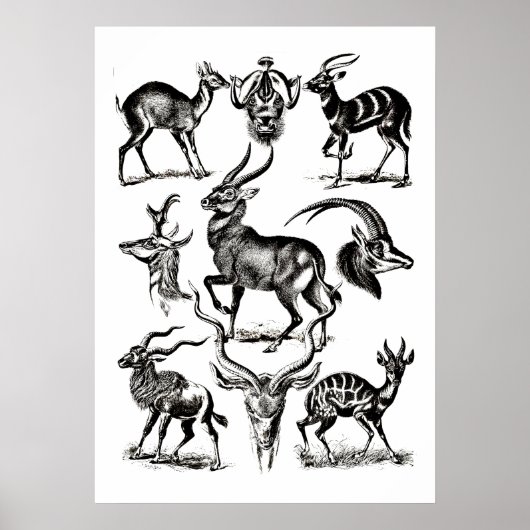 Deer Buck Antelope Animals Wildtiere Illustratione Poster (Vorne)