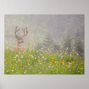 Deer Buck Nationalpark Rainier Poster