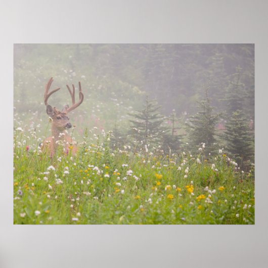 Deer Buck | Nationalpark Rainier Poster (Vorne)