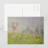 Deer Buck | Nationalpark Rainier Postkarte (Vorne/Hinten)
