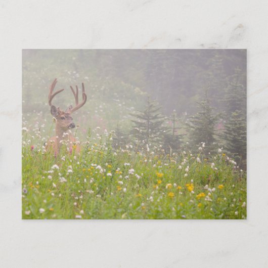 Deer Buck | Nationalpark Rainier Postkarte (Vorderseite)