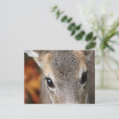 Deer Fawn Closeup Portrait Postkarte (Stehend Vorderseite)