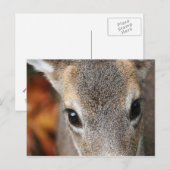 Deer Fawn Closeup Portrait Postkarte (Vorne/Hinten)