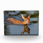 Deer Fawn | Minnesota Fotoblock (Vorderseite)