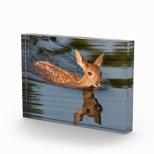 Deer Fawn | Minnesota Fotoblock (Rechts)