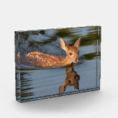 Deer Fawn | Minnesota Fotoblock (Links)
