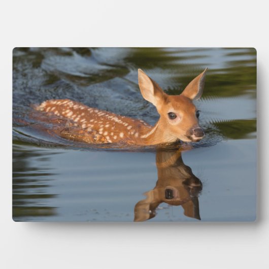 Deer Fawn | Minnesota Fotoplatte (Vorderseite)
